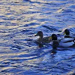 Olsakovsky بيت ضيافة 3*