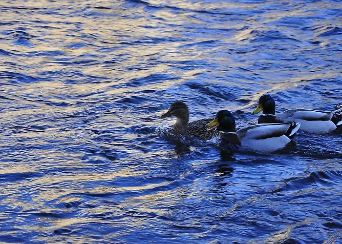 Olsakovsky 게스트하우스 4*